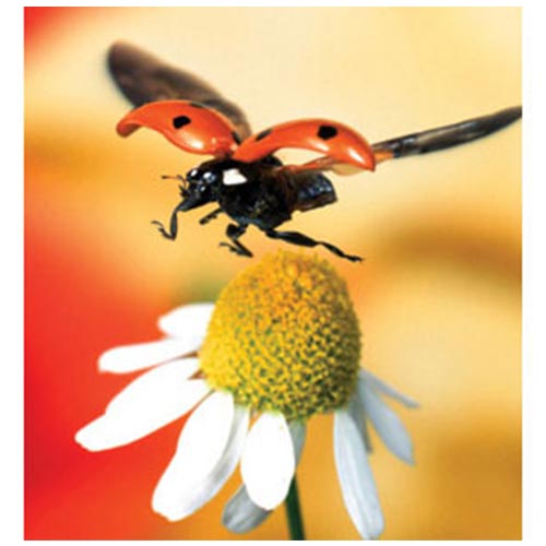 Glossy Paper for BN-20, BN-20A, BN2-20 & BN2-20A